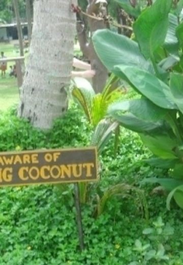 Falling Coconut (@alexita333) — моя фотография № 24