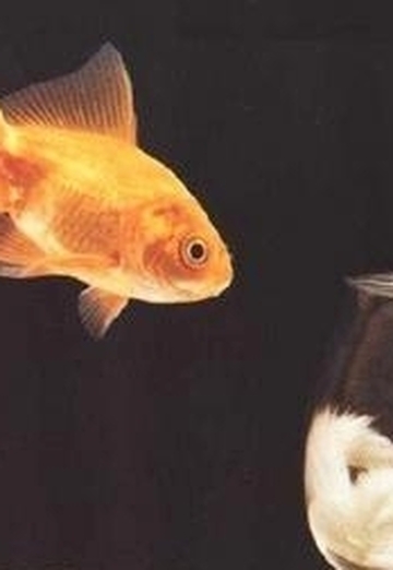 Goldfish (@box2003) — моя фотография № 3