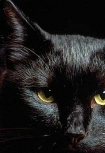 Черная_кошка (@black-cat-galina) — моя фотография № 5