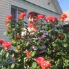 надежда, 57, г.Новый Оскол надежда, 57, г.Новый Оскол