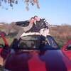 Роман, 34, г.Лысково Роман, 34, г.Лысково