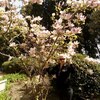 ИРИНА, 55, г.Ялта ИРИНА, 55, г.Ялта